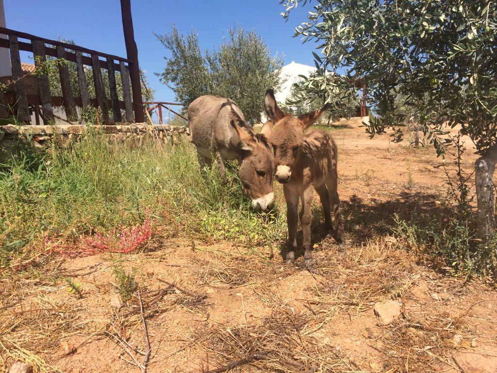 הוילה אולביה Agriturismo Mieleamaro מראה חיצוני תמונה
