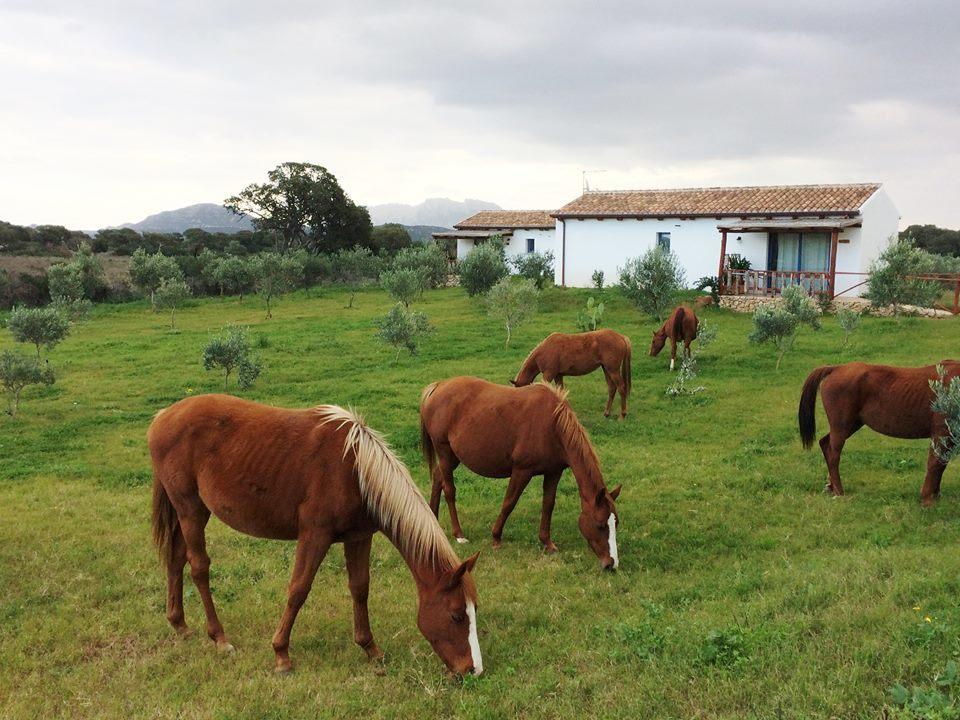 הוילה אולביה Agriturismo Mieleamaro מראה חיצוני תמונה